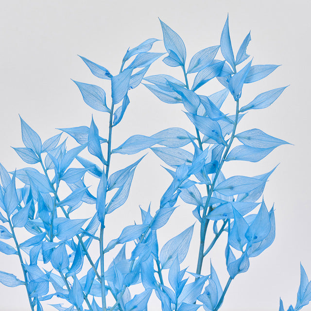 【プリザーブド】ソフトラスカス　ラムネ　　 約50cm/FD004721-035　東京堂　オリジナルカラー　花材専門店　プリフラshop