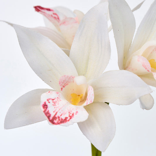 【誕生花ギフト】シンビジウムのバルーンフラワー　No.281