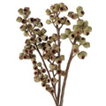 アンバーナッツ　ドライ｜大地農園
