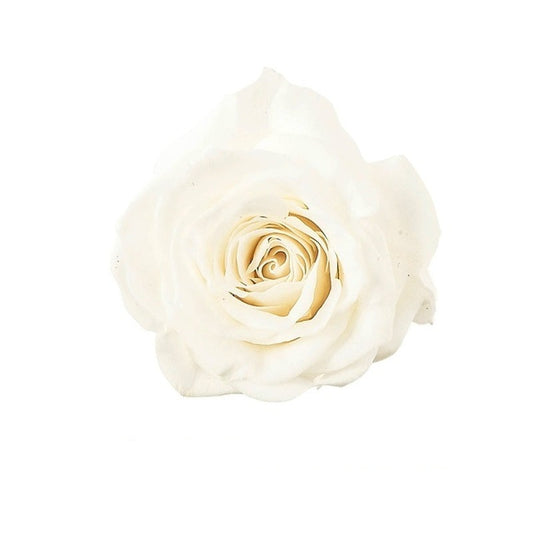 シャーロット　アンティックホワイト・大地農園　プリザーブドローズ　白薔薇
